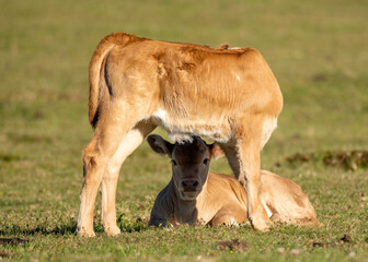 cow and calf