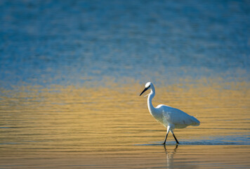 Egret walking