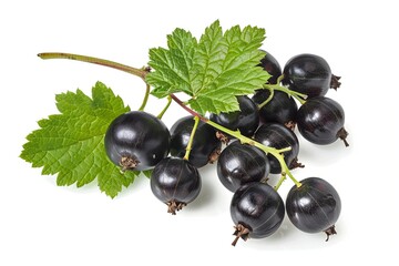 Fototapeta premium Black currant branch fresh isolated on white background