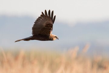 The western marsh harrier or Eurasian marsh harrier (Circus aeruginosus) large bird of prey.