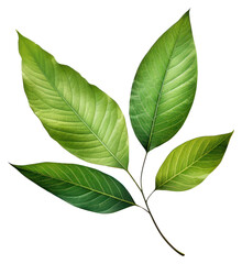 Obraz premium PNG Leafs plant herbs tree.