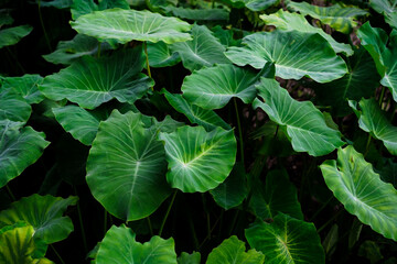 The texture and motif of the taro leaf is unique, tubers eaten as a root crop. Lush green leaves...