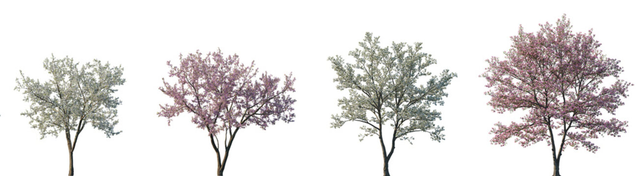 Set of Cornus florida (flowering dogwood) pink blossoming and Cherry trees sakura blossoming frontal set street spring trees isolated png on a transparent background perfectly cutout