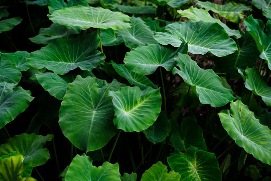 The texture and motif of the taro leaf is unique, tubers eaten as a root crop. Lush green leaves nature wallpaper and background.