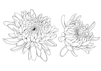 Japanese chrysanthemum flowers. Hand drawn vector illustration.