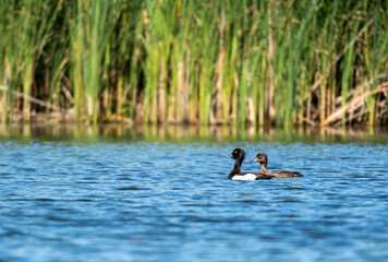 Goldeneye Ducks in a Pond