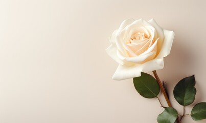 Serene Elegance: Single White Rose on Minimalist White Background