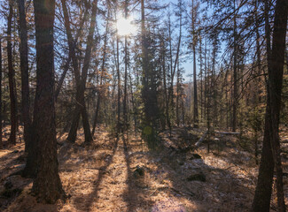 Obraz premium winter forest in the morning sunrise in Mongolia