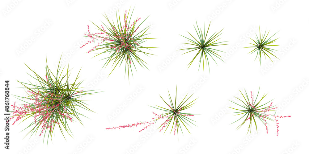 Poster jungle red yucca trees shapes cutout 3d render from the top view