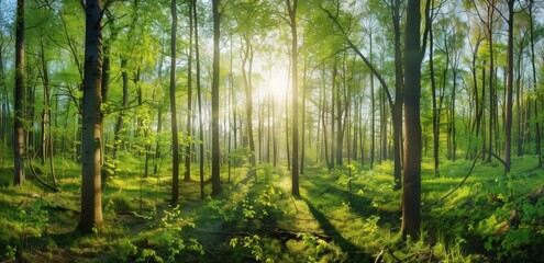 Naklejka premium Beautiful spring forest panorama with tall trees and green leaves, sunlight shining through the branches 