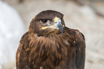 The white-tailed eagle. A bird of prey from the hawk family
