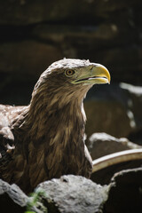 The white-tailed eagle. A bird of prey from the hawk family