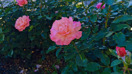 Rose Sabina illuminate dal sole Rosa lucieae Franch. & Rochebr. ex Crép.
