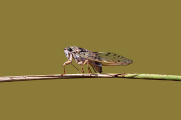 Macro shot of cicada on stem, emphasizing intricate details of the insect and its natural habitat.