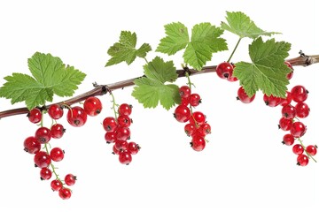 Red currant branch fresh isolated on white background