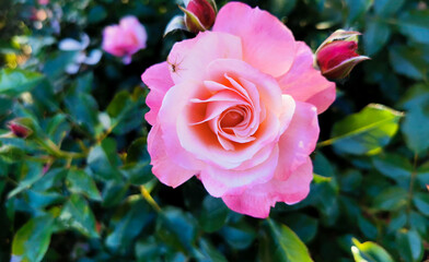 Rosa Sabina illuminata dal sole con ragno Rosa lucieae Franch. & Rochebr. ex Crép.