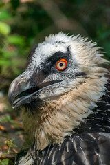 The bearded vulture bird is a bird from the hawk family, the only species in the genus bearded. Close-up photo of the head.