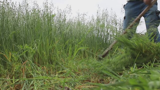 A farmer in old blue overalls mows grass with a hand scythe while gathering food in the countryside. A mature farmer mows young green rye for cattle feed.