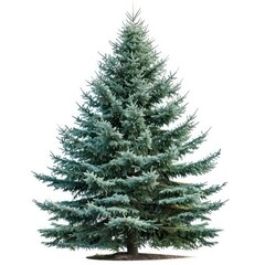 Obraz premium A classic spruce tree with dense, bluegreen needles and a conical shape isolated on a white background
