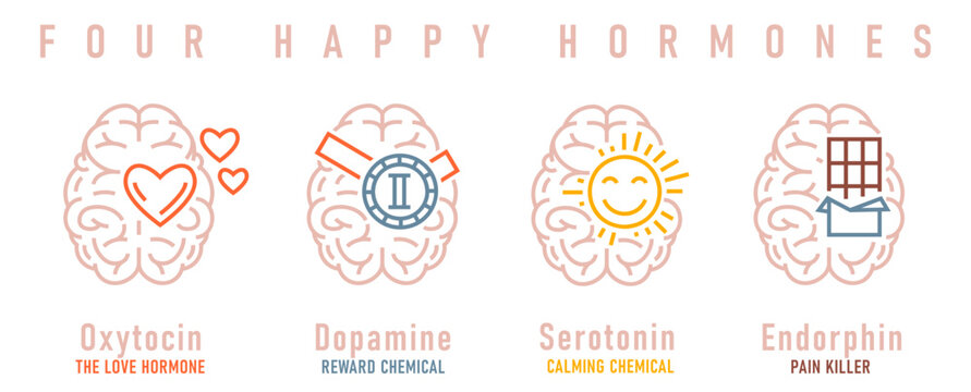 Four happy hormones. Dopamine, endorphin, serotonin, oxytocin.