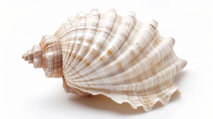 Fototapeta premium Single, large seashell with a complex, ribbed pattern. The shell is predominantly white with subtle variations in color, including hints of cream and light brown