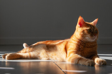 Beautiful young adult ginger tabby cat lying on the floor at home at and rests in sun beams