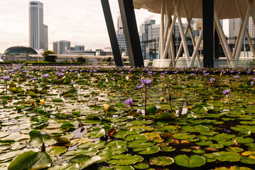 Lotus Pond at ArtScience Museum in Marina Bay, Singapore