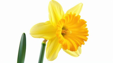Fototapeta premium A sunny daffodil with a trumpetshaped corona and vibrant yellow petals isolated on a white background