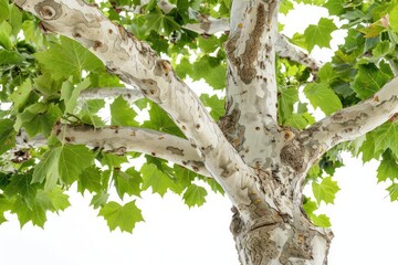 Fototapeta premium A sycamore tree with mottled bark and broad, green leaves isolated on a white background