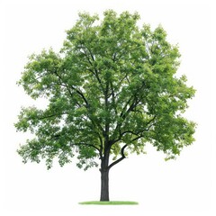 Fototapeta premium A tall ash tree with a broad canopy and compound leaves isolated on a white background