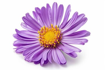 Obraz premium A vibrant aster with starshaped purple petals and a yellow center isolated on a white background
