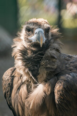 Black vulture - a species of birds of prey of the hawk family. There are no subspecies
