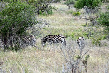 Obraz premium Safari in Kruger National Park, South Africa. Three African zebras walks grazing among green trees and bushes in savannah. Animals wildlife background, wild nature. Burchells Zebra, Equus burchelli 