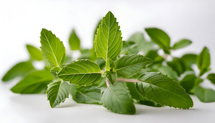 Fresh Green Mint Leaves Close Up on White Background