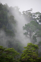 Early morning fog in the rainforest of Borneo