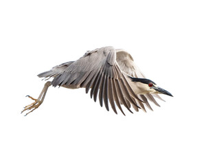 Black-Crowned Night Heron (Nycticorax nycticorax) Photo, in Flight on a Transparent Isolated PNG Background