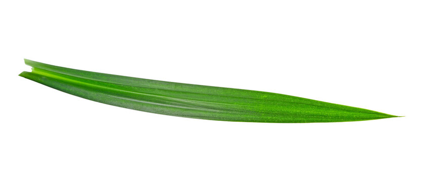 fresh pandan leaves isolated on white background