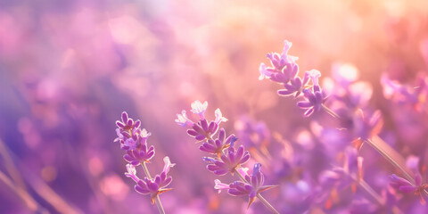 Naklejka premium Soft lavender flowers in a meadow with dreamy backdrop with a blend of warm and cool tones. Perfect for backgrounds, greeting cards, and nature related projects. Text space