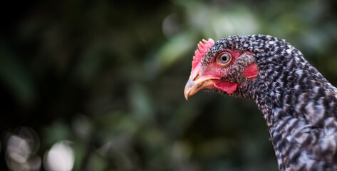 Close-up of a rooster - portrait of a chicken on the farm