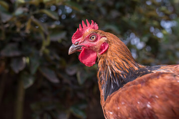 Close-up of a rooster - portrait of a chicken on the farm