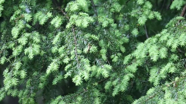 rain falling on hemlock tree needles foliage (trees in rain shower storm) wet leaves cones pine close up spring time new growth shoots tips on conifer