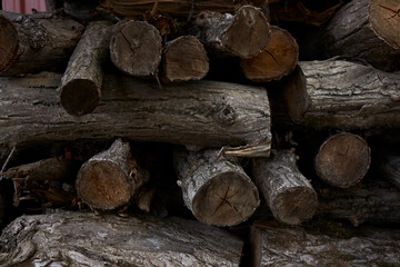 Harvesting of wood. A plot for logging