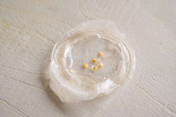 ピーマンの種　水耕栽培