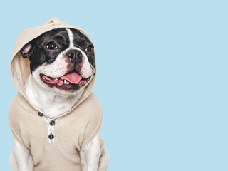 Cute puppy and stylish t-shirt. Isolated background. Close-up, indoors. Studio shot. Day light. Beauty and fashion. Concept of care, education, training and raising pets