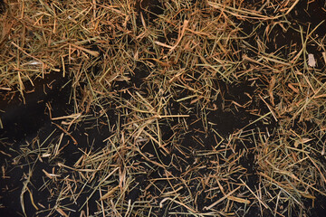 June festivities decoration and arrangements, typical Brazilian country party São João