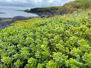 Beach Sea Sandwort