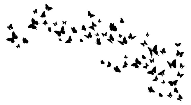Flock of black butterflies silhouette flying on white background. Vector illustration