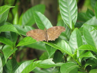 Butterfly on a green leaf