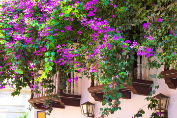 Colombia. Colonial Cartagena Walled City and colorful houses in historic center.