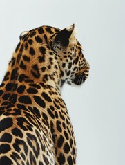 rear view of a leopard, isolated on white background